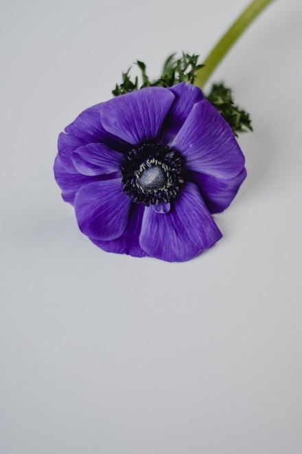 Blomstens sprog og betydning